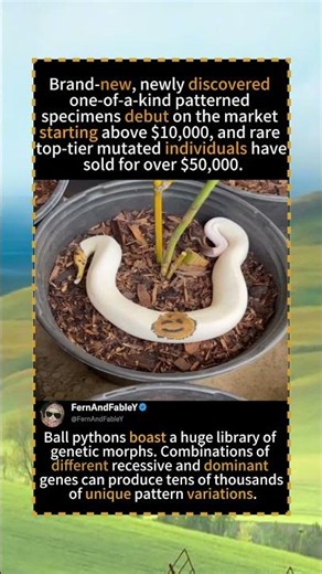 🐍Ultra-Rare Smiley Face Ball Python: How Reptile Breeders Create Unique Genetic Morphs#foryou #fyp