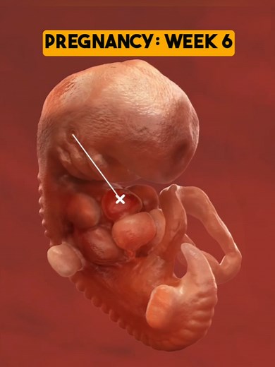 Baby Development Milestones at 5-6 Weeks Pregnant