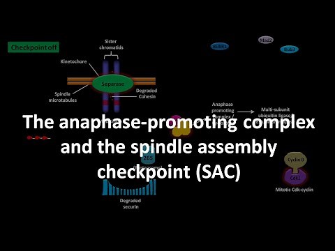 Spindle assembly checkpoint