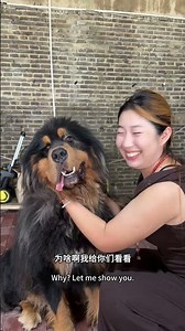 帅哥和加布做选择，我会毫不犹豫选择小狗，你们呢？！【藏獒加布】 #dog #pets #加布 #萌宠 #藏獒 #宠物 #狗狗 #可爱 #shorts