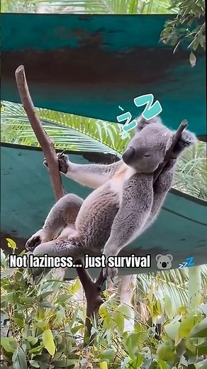 Why Koalas Sleep So Much 🐨💤 The Real Reason!