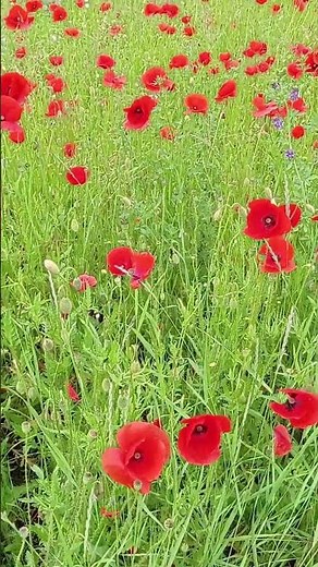 Wild Poppy Meadow 🌺 Klatschmohn | Nature Relaxation
