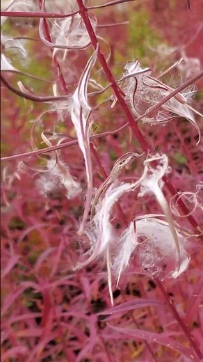 How Did Fireweed Get Its Name? #sierranevada #plantidentification #outdoors