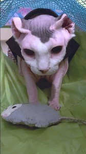 Ma has given us a LOT of catnip and silvervine spray 😹😹