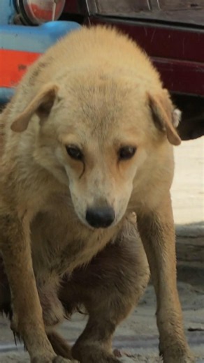 This Dog Was Still There… 🥺#minivlog #minivlogshorts #doglover