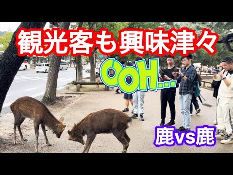鹿vs鹿🫎観光客も興味津々で鹿さんを見惚れるNARA PARK