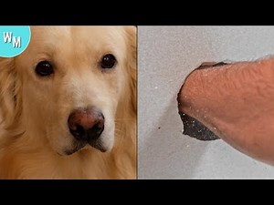 Dog Never Stops Staring At The Wall, So The Dad Buys A Hidden Camera To Figure Out Why.