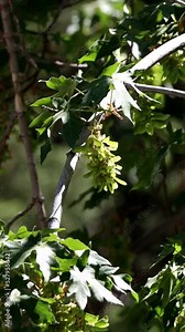 Green immature trichomatic indehiscent samara fruit of Bigleaf Maple, Acer Macrophyllum, Sapindaceae, native monoecious deciduous tree in the San Bernardino Mountains, Transverse Ranges, Summer. Stock Video