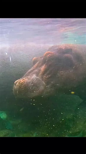 Hippos maintaing the ecosystem at Mzima #wildlife #jungle #animals #naturelovers #nature #facts #hippos #documentary | Wondersofjungle
