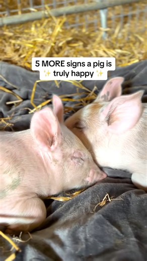 4 makes us weepy 🥹 5 more ways we know the pigs we rescue at The Gentle Barn are happy! | The Gentle Barn