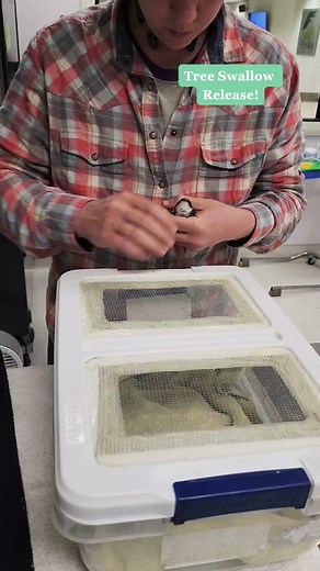 Today, we are thrilled to announce that this resilient Tree Swallow has taken flight once again! 🕊️✨ After days of nurturing and healing, it's time for this magnificent bird to return to the skies where it truly belongs. Thank you for your support in making this possible! #RehabilitationSuccess #TreeSwallowRelease #WildlifeConservation #FreedomFriday