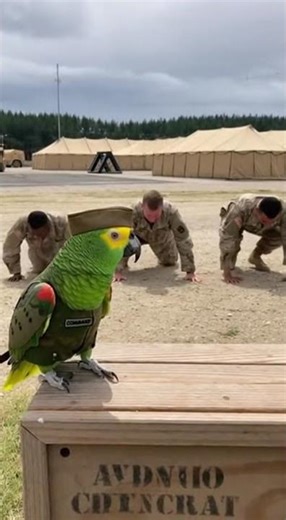 Hilarious Parrot Moments That Will Make You Laugh Out Loud