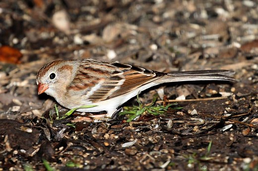 Symbolism of Sparrows (11 Surprising Meanings)