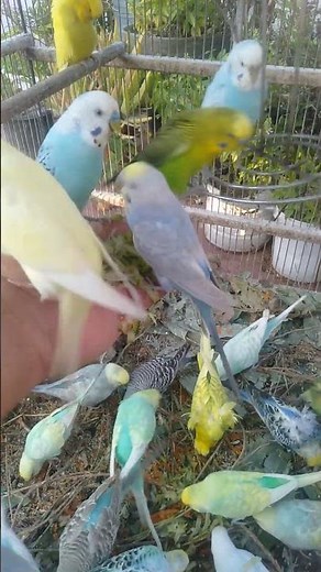 Budgie Harmony In Soft Nature Light