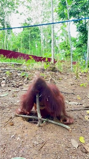 Sie haben ihn Hannes genannt