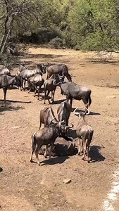 1.1M views · 15K reactions | Massive Blue Wildebeest Bull hunted with Bowtech Realm and Rage broadheads  Visit our website for more information: www.bowkonsafaris.com  Follow Our Adventures on YouTube @bowkonsafaris #BowkonSafaris #HuntingSafaris #FishingSafaris #Bowhunting #SouthAfrica #Namibia #Mozambique #Hunting #ProfessionalHunter #Outfitter | Bowkon Safaris | Facebook