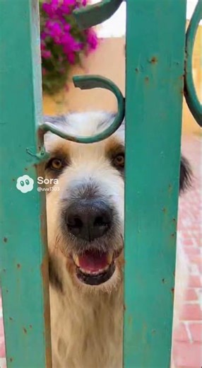 #joke, #humor In an Odessa courtyard there's a sign that says "The bell doesn't work."