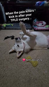 A funny flashback to Betty Bell's TPLO recovery. #BettyBellWhite #DogLover #DogLife #PetHumor #Chihuahua | Darren Barwick