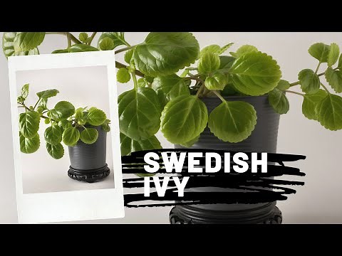 Swedish Ivy Plant Care