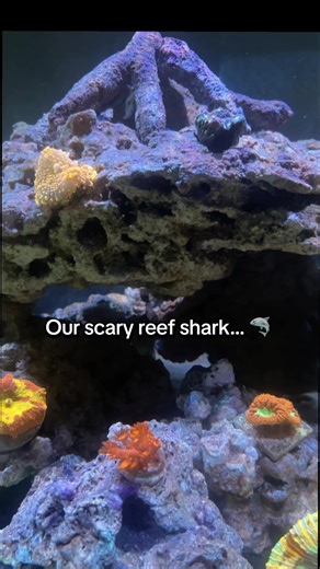 When he says we’re getting a Triggerfish and you expect a shark… but she’s just a baby 🥹🦈 Blue Throat Triggers are actually one of the most peaceful and the only reef safe Triggers 😌🩵💙 #bluethroattrigger #reeftok #babyshark #saltwateraquarium #triggerfish