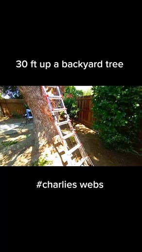 backyard tree web 30 ft up