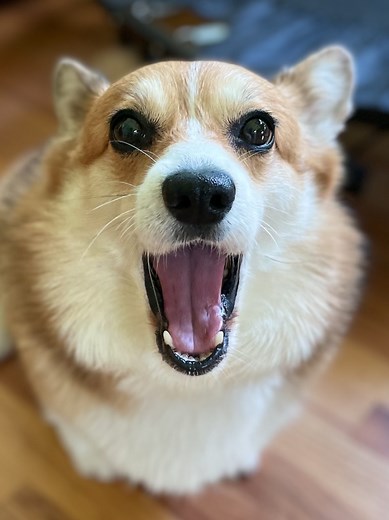 Video captures dogs smiling after being told they're "good boys" and "good girls"