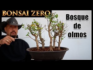 Bonsai Zero ELM FOREST - How to make a bonsai forest