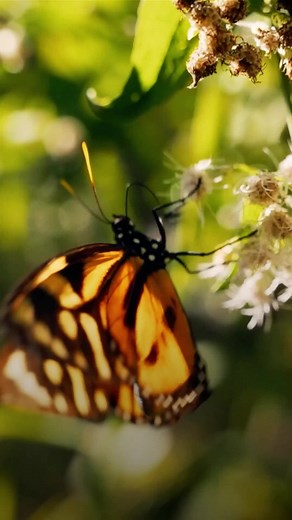 National Geographic TV on Instagram: ""It uplifts the power of Indigenous peoples and communities." Audiences across the United States now can see one of the most powerful documentaries of 2022. Find tickets and showtimes for #TheTerritory at TheTerritory.film"