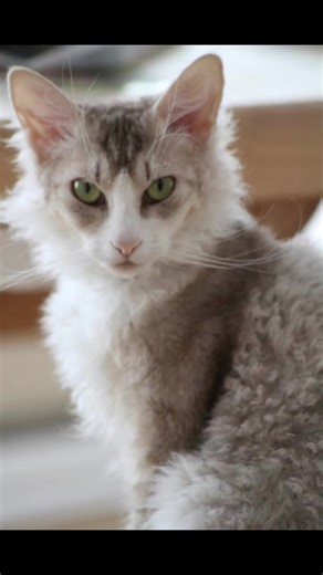 NO*Zayco LaPerm & Selkirk Rex on TikTok