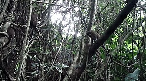 Extremely Elusive Monkey Population Captured On Camera For First Time