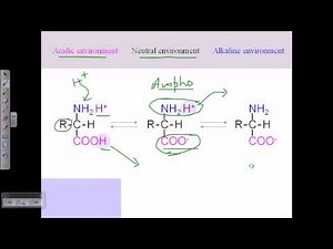 Amino acid structures (part 2)