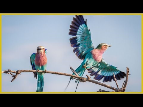 Nature’s Artwork: The Lilac-breasted Roller in the Wild
