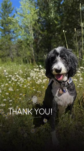 2025 was a blast hosting so many folks on their adventures in Montana and Glacier National Park. We’re especially excited about how many folks we’ve seen several years in a row now, and honored by those spending their honeymoons and anniversaries here! We can’t wait to kick off 2026, and hope to see many of you again! | Aspen Hollow Camping & Cabins