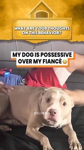What are your thoughts on this possessive behavior? Is this cute or dangerous? • #doglover #doglovers #animallover #animallovers #doghouseapp | DogHouse App