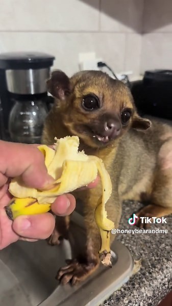 Exploring Nocturnal Animals: Insights and Fun Facts