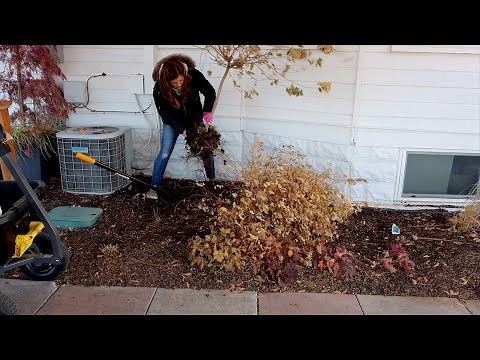 Transplanting a Hydrangea & Spirea Late in the Season 😱🤔👍// Garden Answer