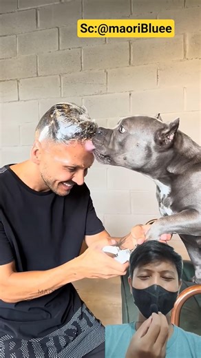 Tricks for cutting dog nails #dogs #shortvideo #dogs