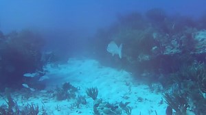 4.7K views · 53 reactions | Taking a quick dive with the Roam3. #Contourcam | CONTOUR | Facebook