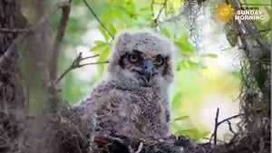 152K views · 4.3K reactions | Do nothing for two minutes Take a minute, turn up the volume as we take you to Titusville, Florida, where a great horned owl chick is being cared for by Mom and Dad. Videographer: Doug Jensen https://cbsn.ws/3rwvyB6 | CBS Sunday Morning | Facebook