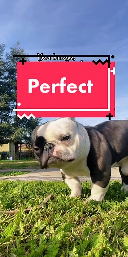 Wisdom from Cowboy the Dog