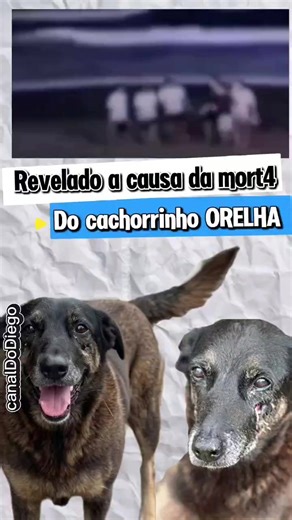 Adolescentes Suspeitos No Caso Do Cão Orelha #justicapororelha #casoorelha #cachorroorelha #santacatarina #canaldodiego