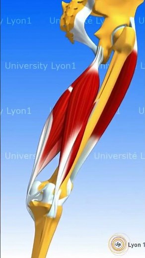 HAMSTRING MUSCLES #muscle #anatomy #humanbody