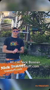 2.9K views · 19 reactions | It’s time for another tree ID—Italy Style!  Nick Bonner visited the @camp1889work headquarters and was blown away by this one-of-a-kind tree. Think you can name it? Drop your answers! ⤵️ #ArboristEquipment #ArbLife #TreeStuff | TreeStuff.com | Facebook