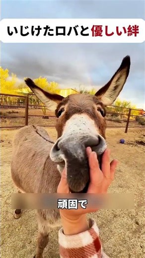 #動物 #ロバ #科学知識