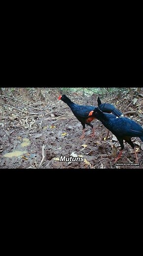 Vários flagrantes da vida selvagem - Brazilian wildlife #wildlife #animals