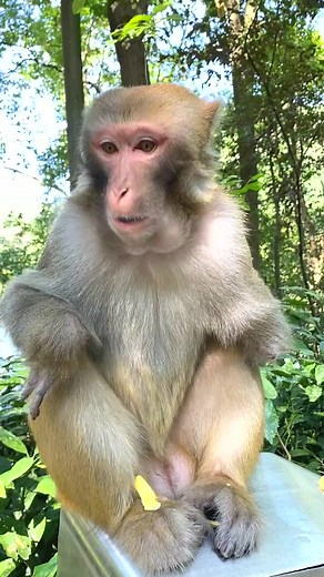 😍 Lovely & Funny Watching 😍🐒 Baby Monkeys Daily Life Videos Clips 2022 🐒 #reels #monkey #animals #viral | Daily Interesting Stories