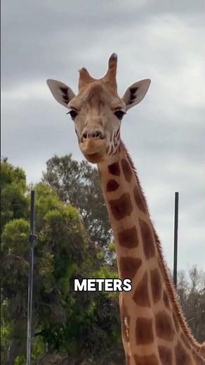 Why Transporting a Giraffe Is So Hard
