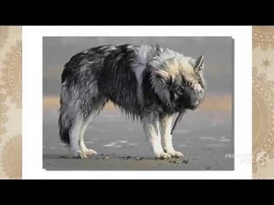 American Alsatian Dog breed