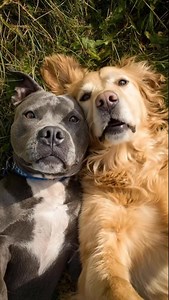 That gagging sound…every dog parents knows it 😅 What happened last time you heard it? #chuckandbarry #goldenretriever #staffy | We are good pets