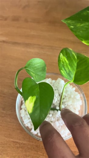 Pothos propagation time 🌱✂️ #pothos #pothospropagation #indoorplants #plantlover #shortsvideo